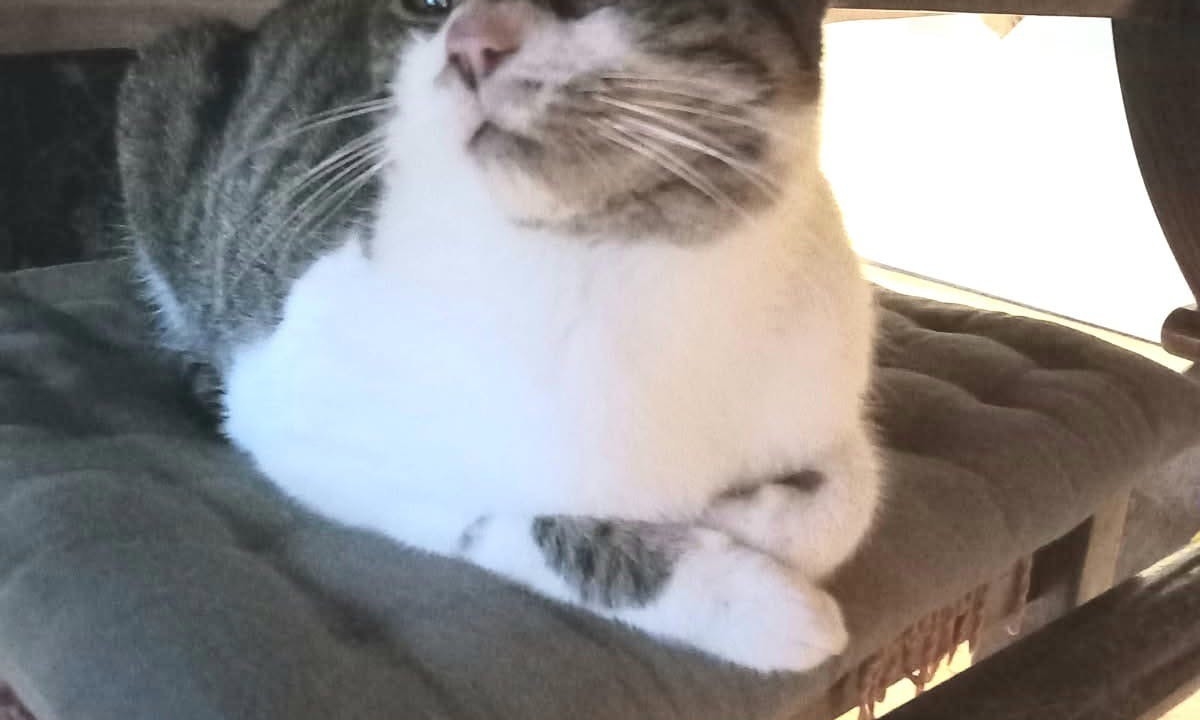 Iris jolie et gentille minette de 8 mois  un peu craintive mais très gentille