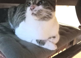 Iris jolie et gentille minette de 8 mois un peu craintive mais très gentille