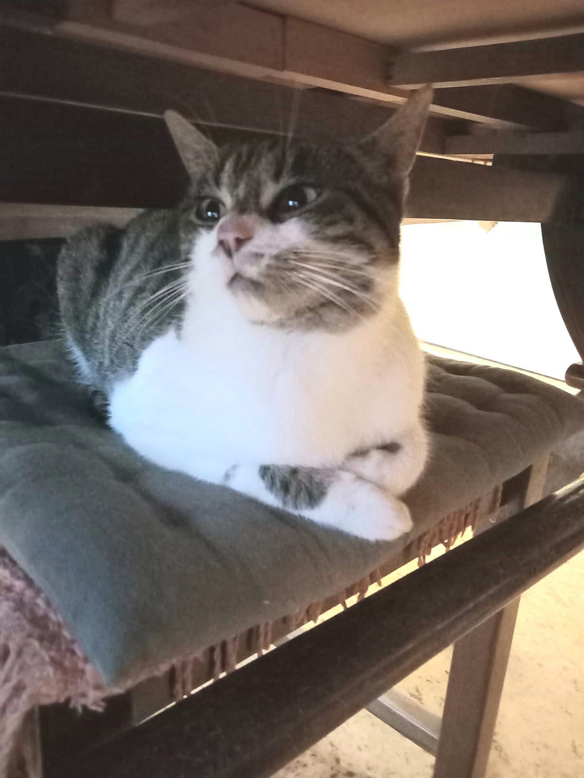 Iris jolie et gentille minette de 8 mois  un peu craintive mais très gentille