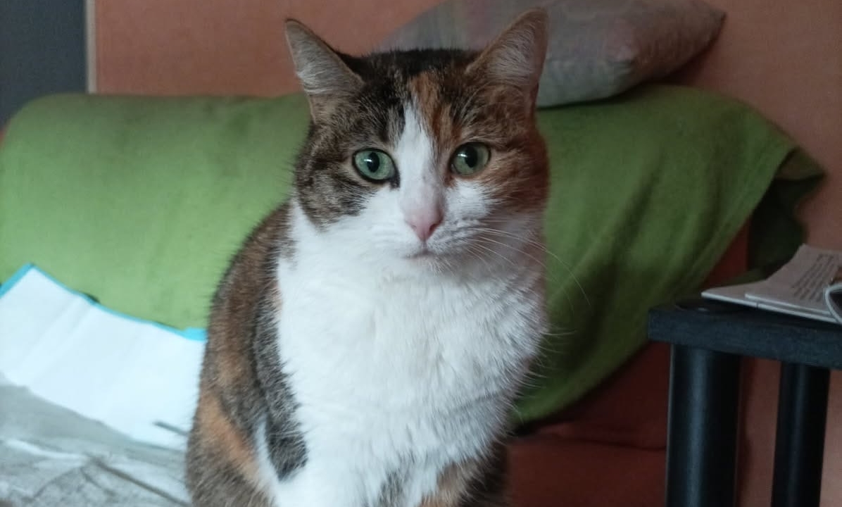 Princesse est une minette de 4 ans trouvée errante ! est très très câline