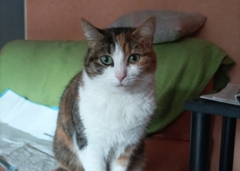 Princesse est une minette de 4 ans trouvée errante ! est très très câline