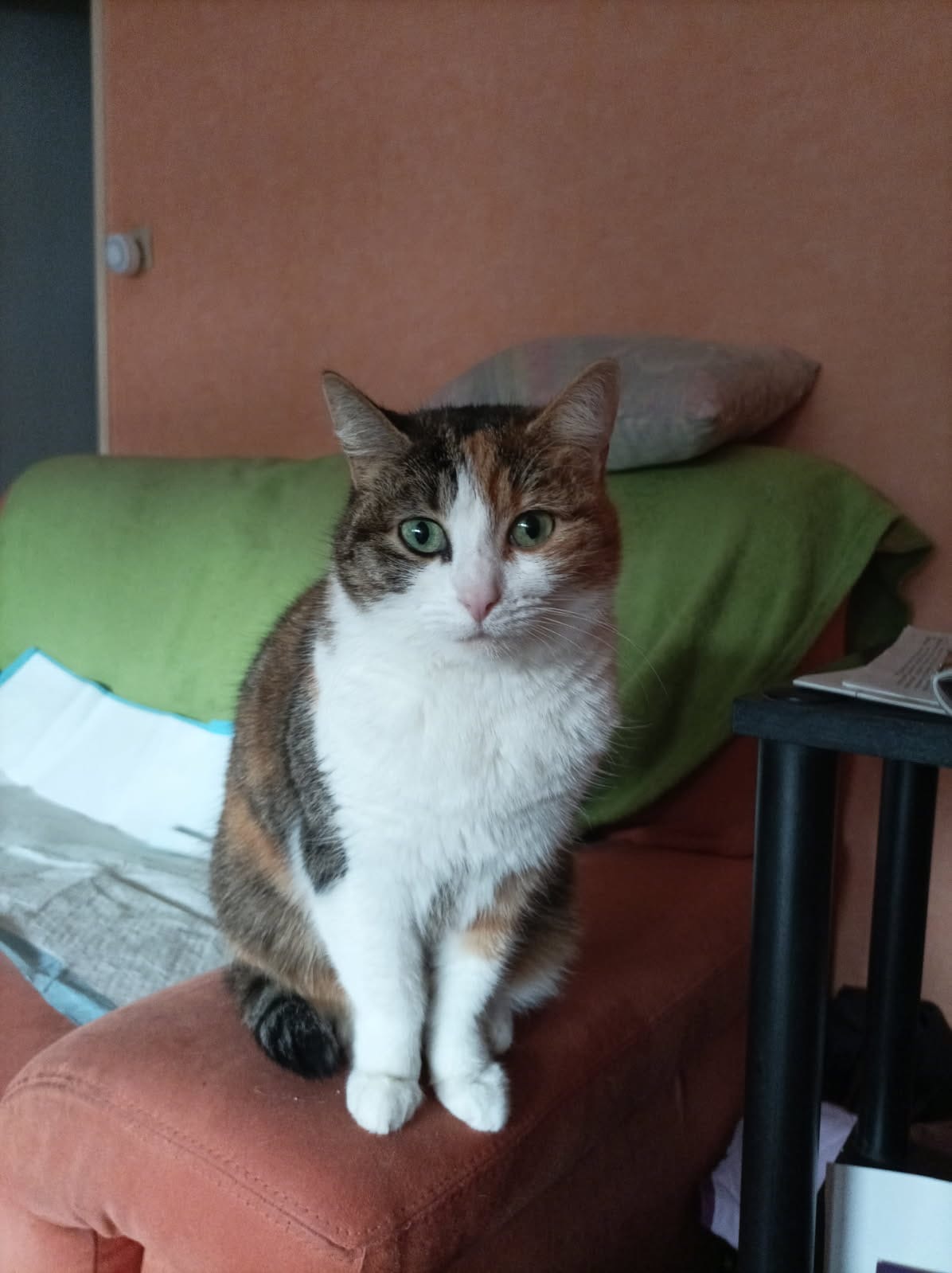 Princesse est une minette de 4 ans trouvée errante ! est très très câline