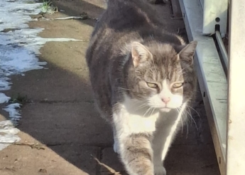 Teddy brave matou d’environ 4 ans calme, câlin, un amour ! vit dans la véranda d’une maison vide qui va être vendue