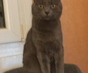 Punky adorable et très beau minou style chartreux de 2 ans qui adore les câlins
