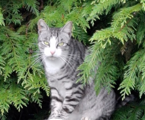 Léo et Lenny 3 ans très fusionnels doivent être sortis de la rue où ils vivent depuis trop longtemps