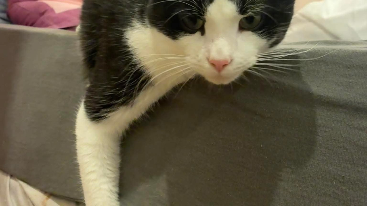 Artemis beau matou noir et blanc de 2 ans très câlin, sociable et joueur