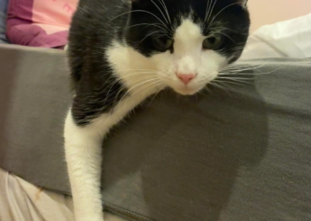 Artemis beau matou noir et blanc de 2 ans très câlin, sociable et joueur