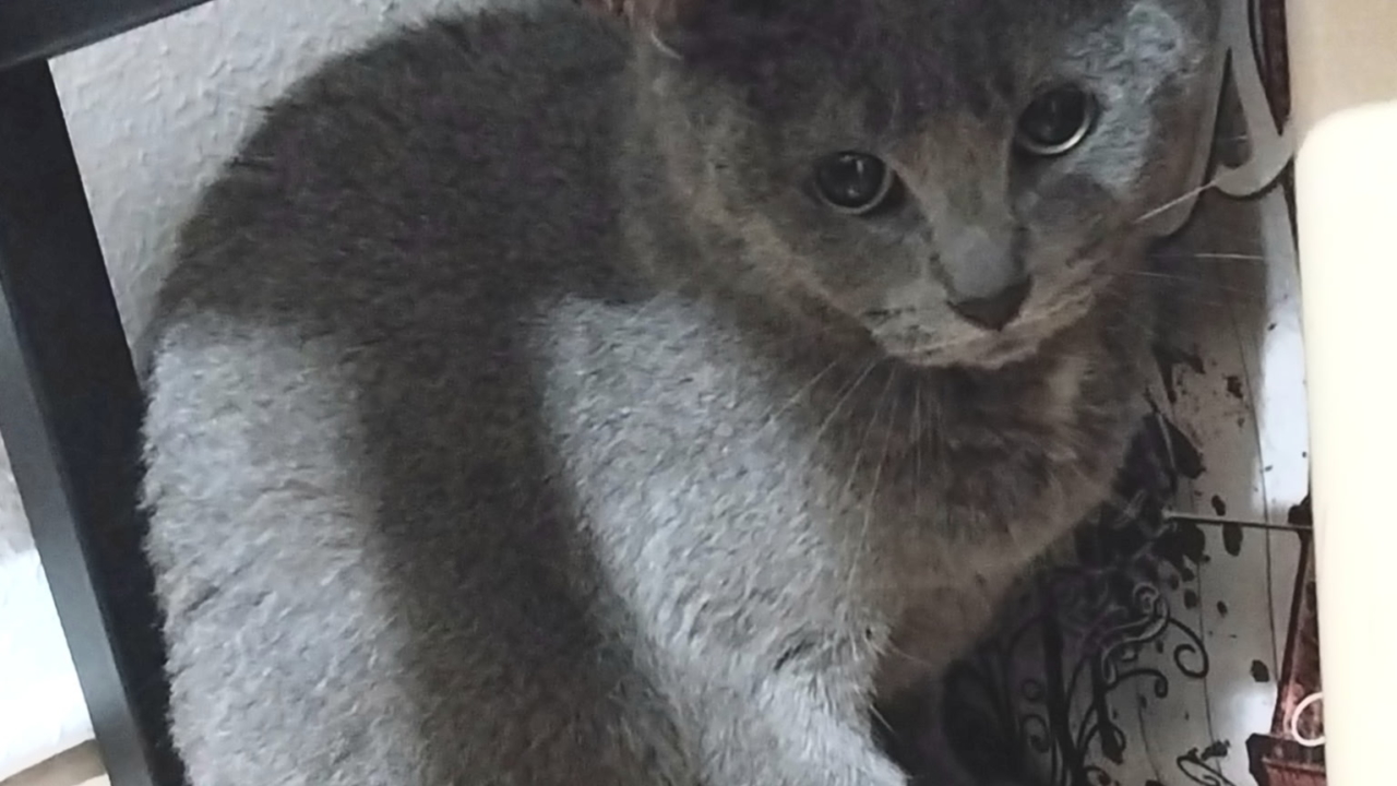 Genji et Aya 2 belles minettes de 2 ans(grise et grise et blanche) sont orphelines ! leur maîtresse est décédée