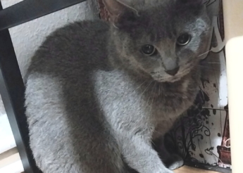 Genji et Aya 2 belles minettes de 2 ans(grise et grise et blanche) sont orphelines ! leur maîtresse est décédée