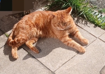 Caramel est un beau matou tigré roux de 3 ans très gentil et très sociable