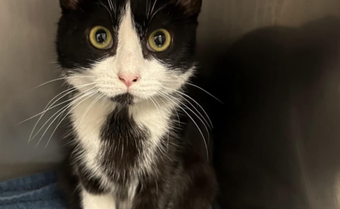 Félixia est une adorable et câline minette de 9 mois trouvée aux abords d&rsquo;une école