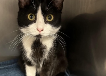 Félixia est une adorable et câline minette de 9 mois trouvée aux abords d’une école