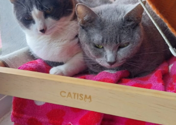 Genji et Aya 2 belles minettes de 2 ans(grise et grise et blanche) sont orphelines ! leur maîtresse est décédée