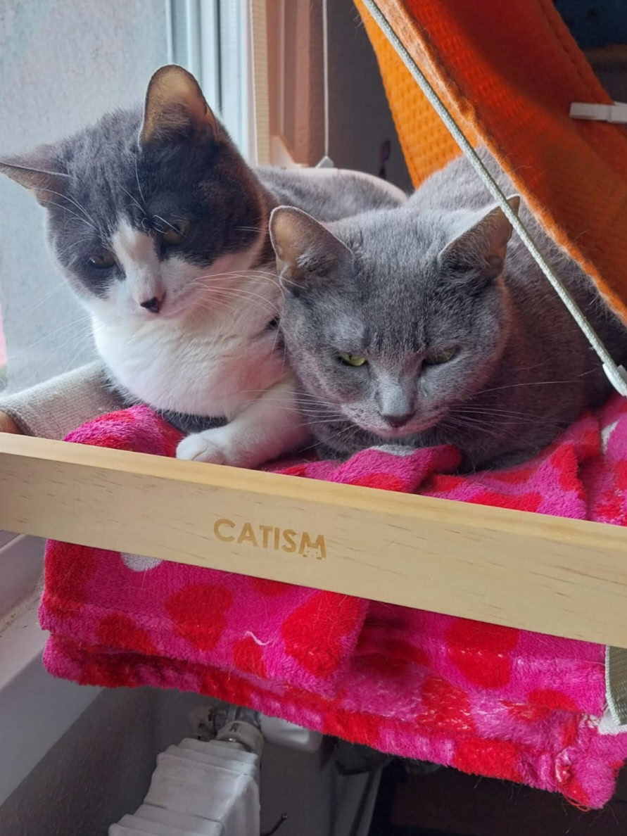 Genji et Aya 2 belles minettes de 2 ans(grise et grise et blanche) sont orphelines ! leur maîtresse est décédée