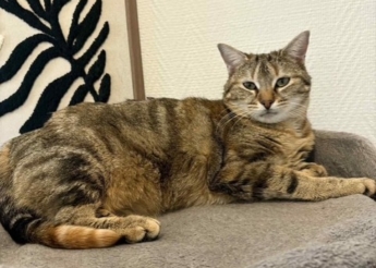 Pupuce jolie minette tigrée d&rsquo;1an1/2  trouvée errante dans la rue à Montbéliard! gentille, câline, se laisse porter