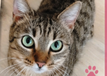 Lola 1 an 1/2 abandonnée, un peu timide mais extrêmement gentille