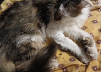 Louise 1 an très belle chatte poils mi-longs calme et gentille trouvée abandonnée avec ses bb