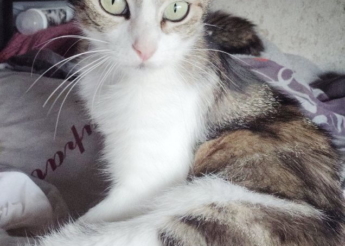 Maya adorable chatte de 5 ans, très proche de l’humain