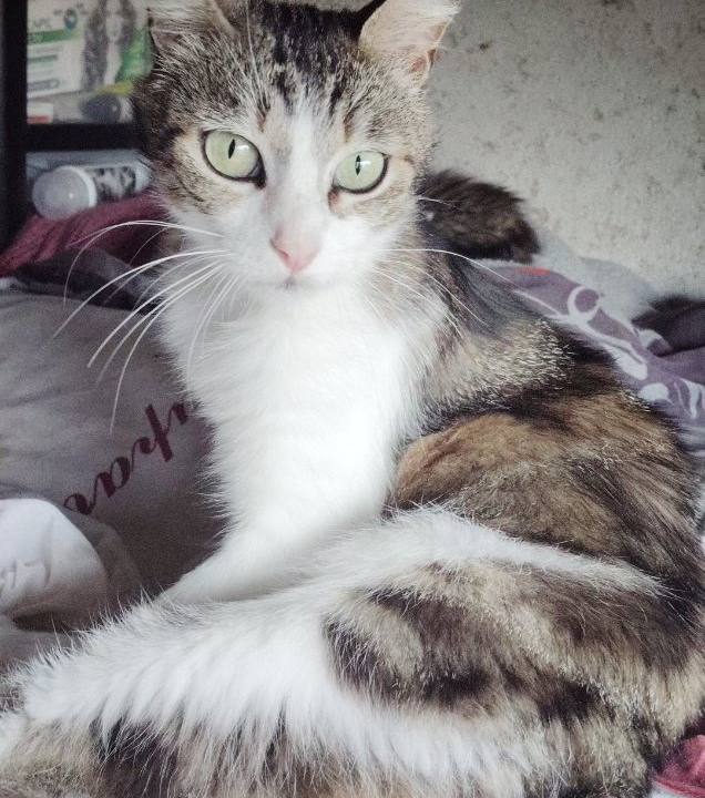 Maya adorable chatte de 5 ans, très proche de l&rsquo;humain