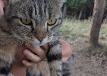Sonic, jolie minette tigrée de 3 ans, abandonnée aux champs montants d’Audincourt