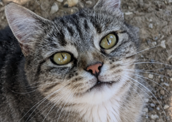 Sonic, jolie minette tigrée de 3 ans, abandonnée aux champs montants d’Audincourt