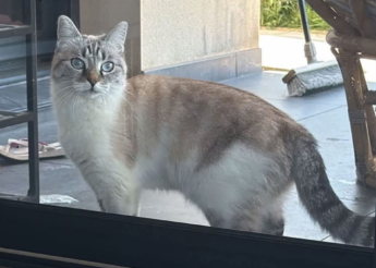 Ibanne très belle minette croisée siamoise de 4 ans 1/2 calme, gentille et câline