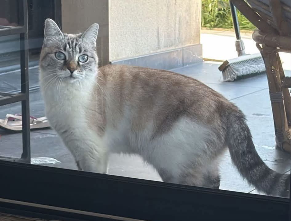 Ibanne très belle minette croisée siamoise de 4 ans 1/2 calme, gentille et câline