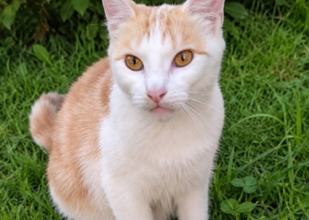 Sya très belle minette rousse et blanche de 5 ans ! très câline et très gourmande