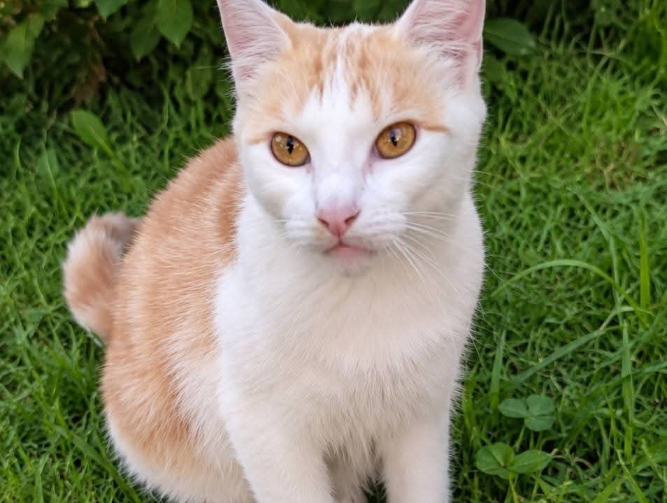 Sya très belle minette rousse et blanche de 5 ans ! très câline et très gourmande