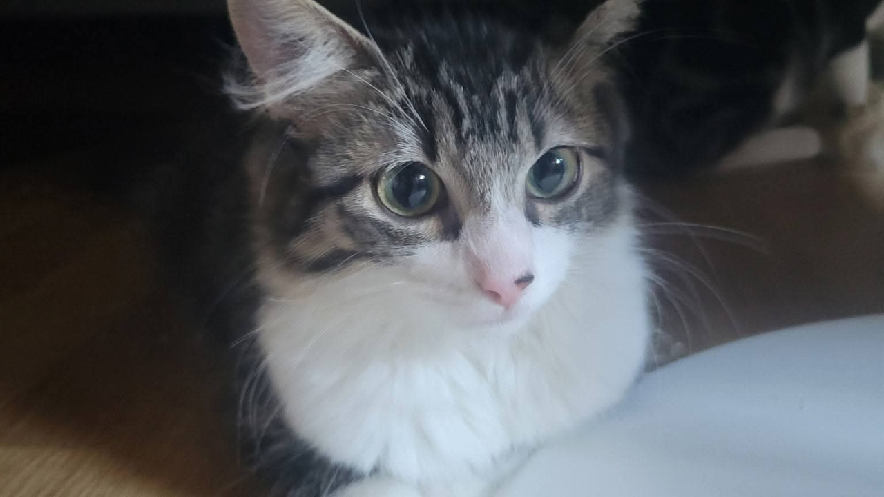 Bellatrix, jolie chatonne tigrée et blanche, poils mi-longs, âgée de 5 mois