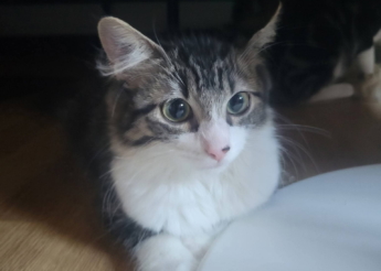 Bellatrix, jolie chatonne tigrée et blanche, poils mi-longs, âgée de 5 mois