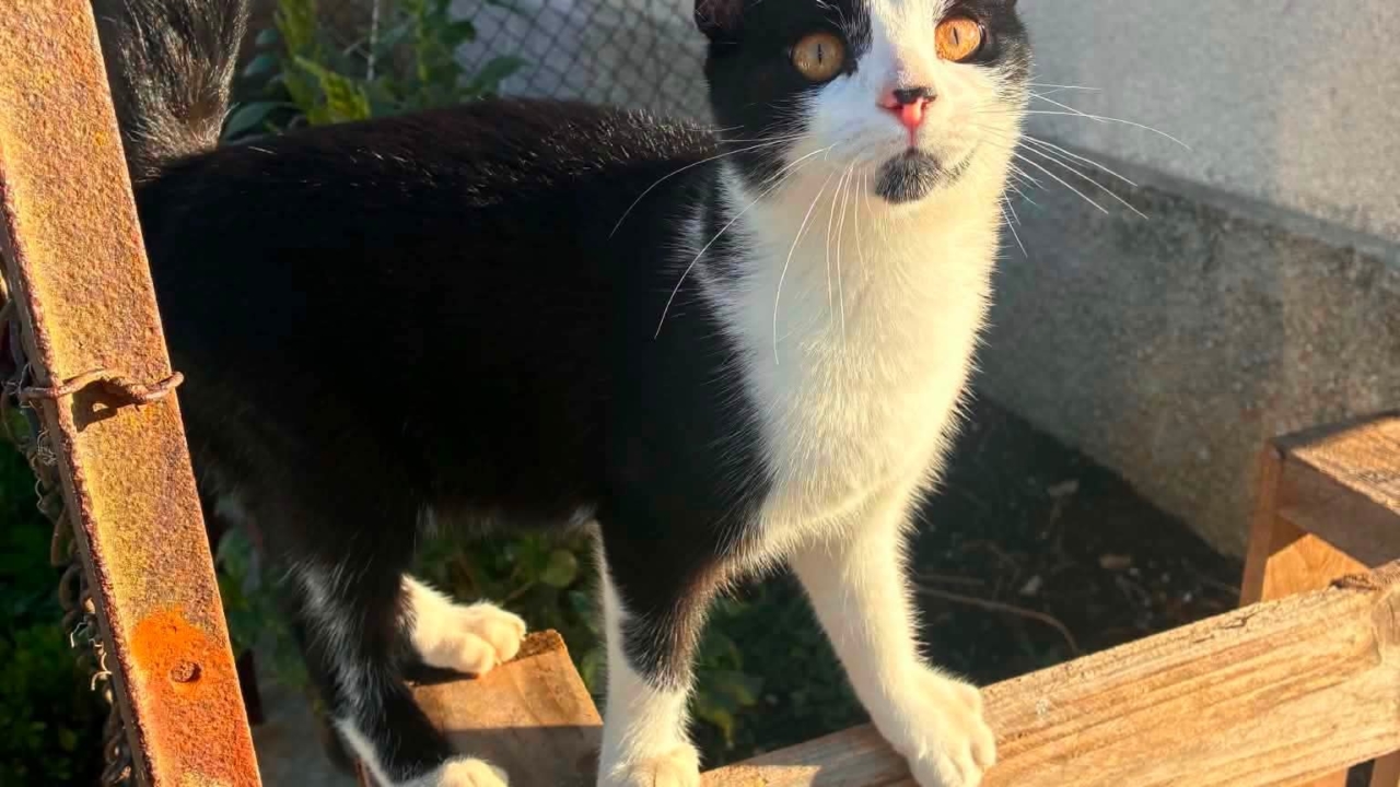 Bobby chaton mâle de 4 mois très très câlin ! adore le contact humain