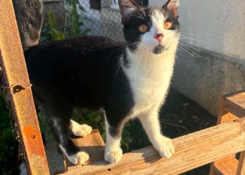Bobby chaton mâle de 4 mois très très câlin ! adore le contact humain
