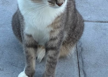 Frisquette 3 ans cherche un nouveau foyer ! ses maîtres partent et ne peuvent l’emmener