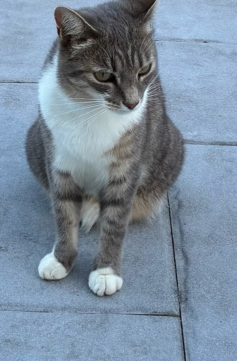 Frisquette 3 ans cherche un nouveau foyer ! ses maîtres partent et ne peuvent l’emmener