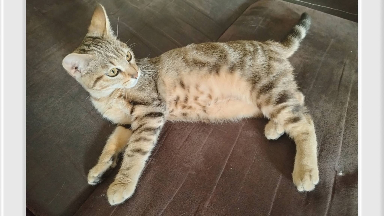 Lana est une très belle chatonne d&rsquo;env. 5 mois gentille et très câline