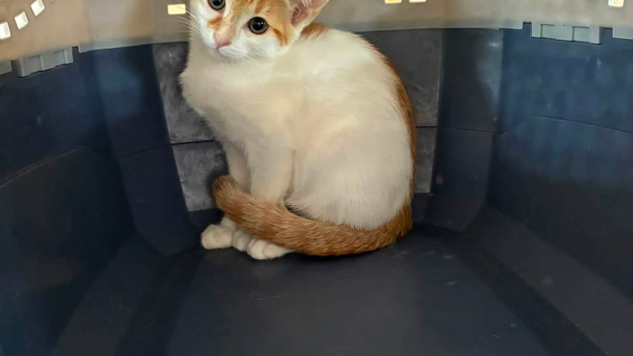 Maggy adorable chaton femelle roux et blanc de 2 mois