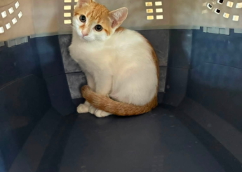 Maggy adorable chaton femelle roux et blanc de 2 mois