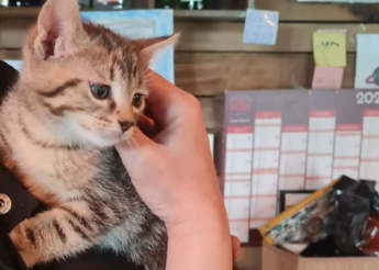 Spider joli chaton tigré de 5 mois très gentil trouvé abandonné devant un restaurant