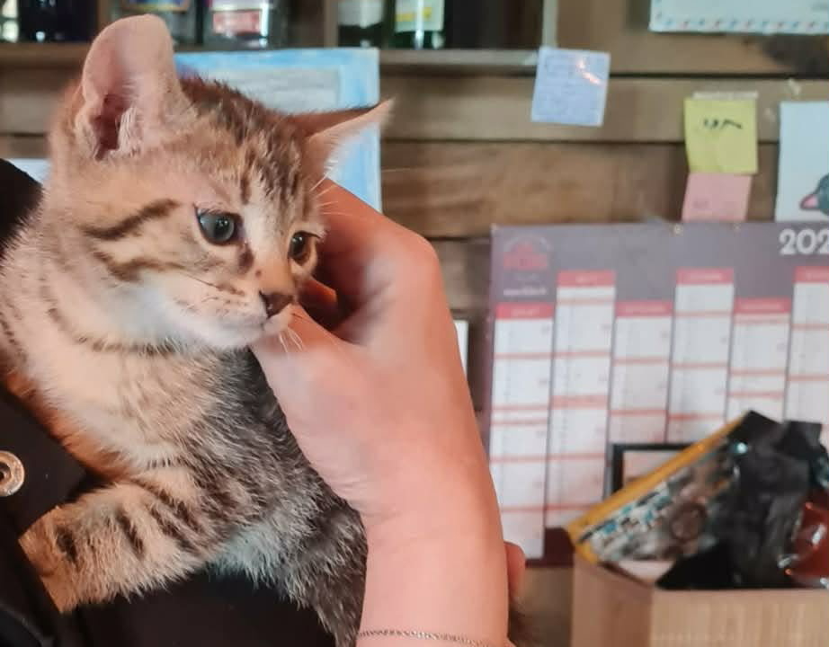 Spider joli chaton tigré de 5 mois très gentil trouvé abandonné devant un restaurant