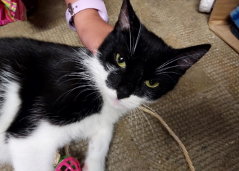Bella 1 an, câline et joueuse, cherche urgemment un foyer (vit dans un garage car ne supporte pas les autres chats)