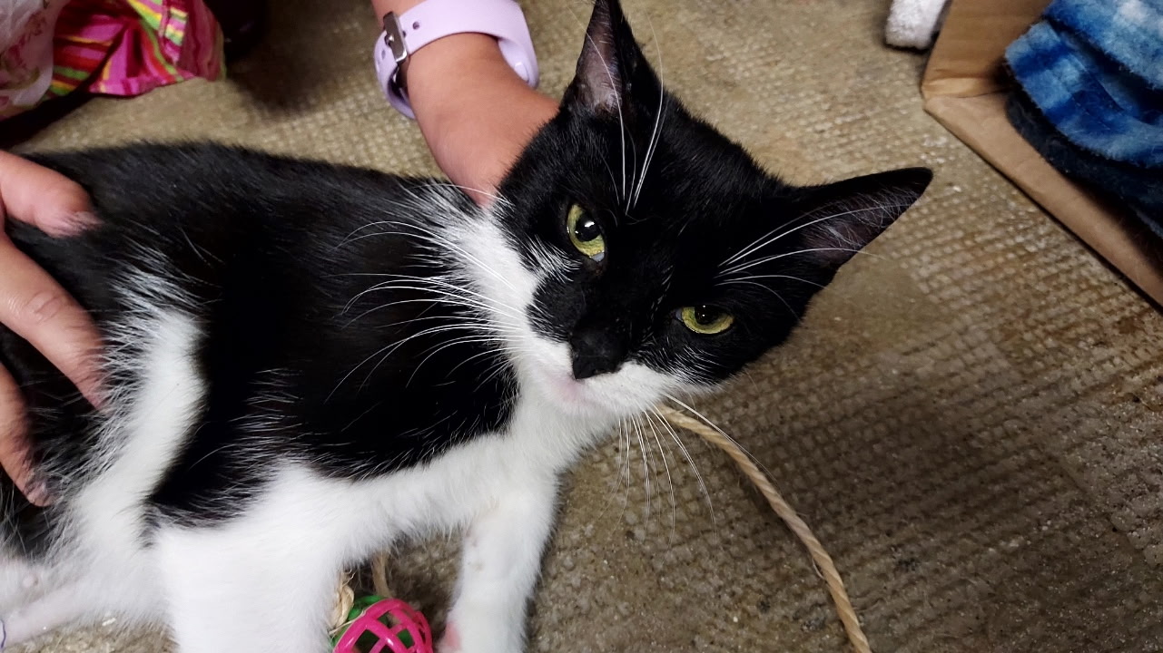 Bella 1 an, câline et joueuse, cherche urgemment un foyer  (vit dans un garage car ne supporte pas les autres chats)