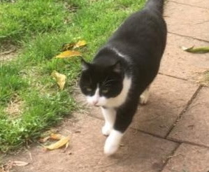 Samouraï très gentille minette estimée entre 2 et 3 ans abandonnée et la personne qui la nourrissait est décédée