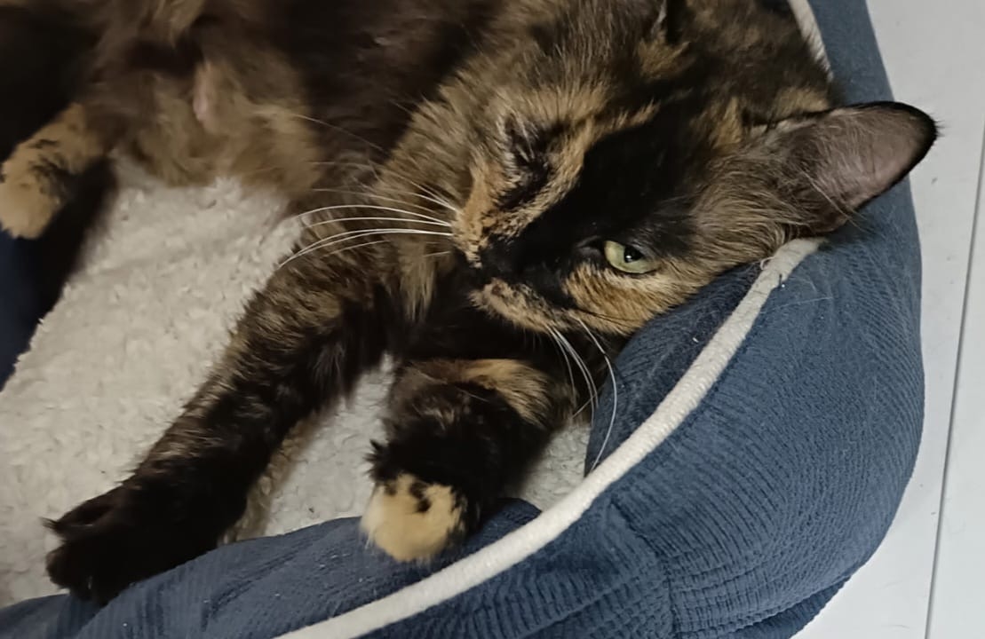 Félina agée d&rsquo;1 an environ est une belle minette au pelage écaille de tortue