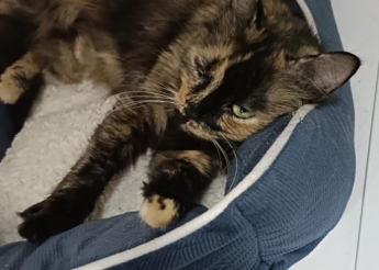 Félina agée d’1 an environ est une belle minette au pelage écaille de tortue