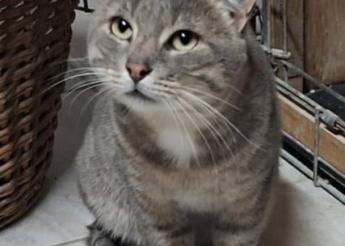 Grizou 1 an, calme et gentil, ne peut pas retourner là où il vivait dans la rue