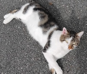 Loulou est un gentil matou de 3 ans craintif au départ mais pot de colle une fois en confiance