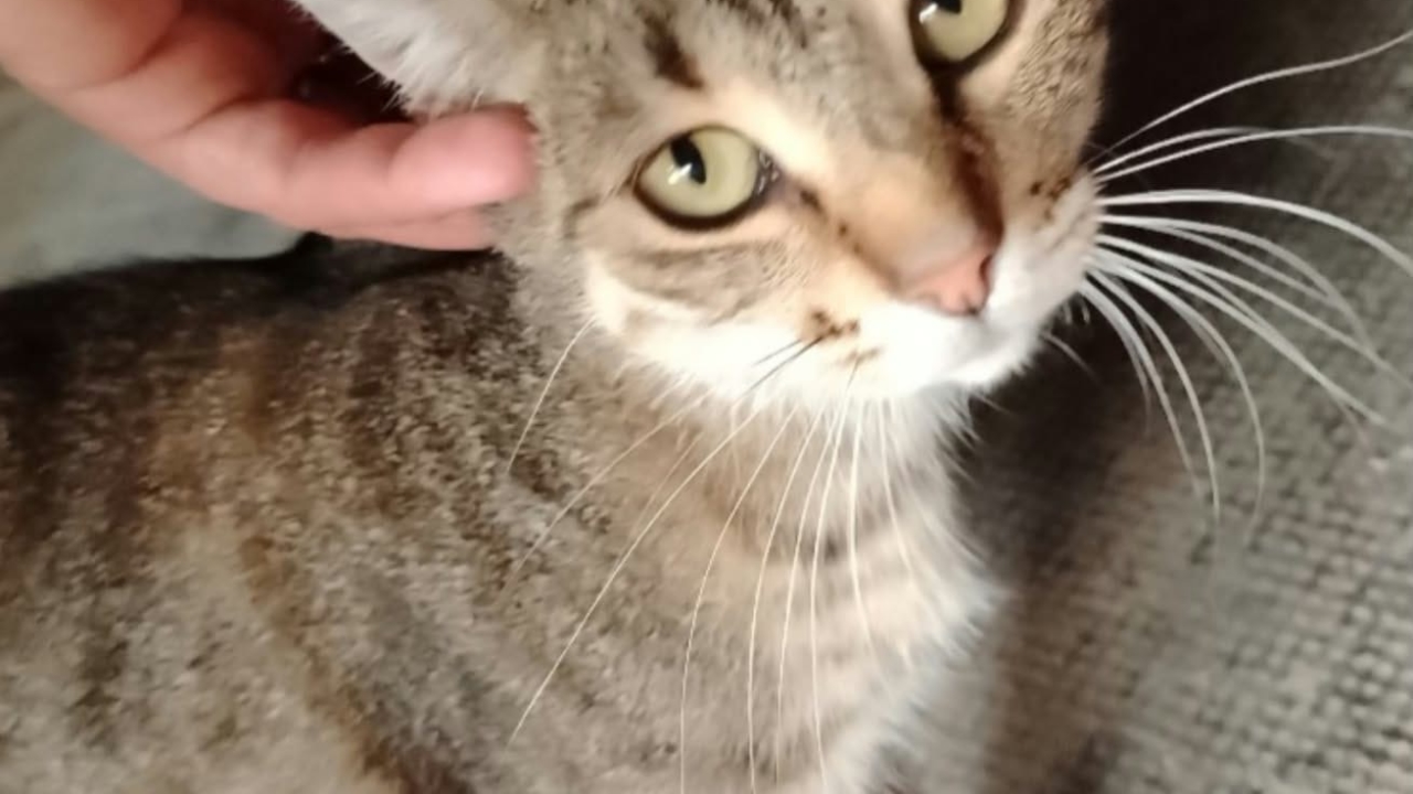 Shira est une minette tigrée câline d&rsquo;environ 1 an récupérée dans la rue