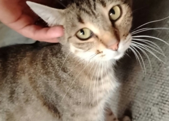 Shira est une minette tigrée câline d’environ 1 an récupérée dans la rue
